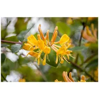 Pflanzen Für Dich Lonicera tellmanniana, Tellmanns Geißblatt, orange-gelb, 100–150