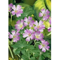 Pflanzen Für Dich Geranium versicolor, Storchschnabel, ca. 9x9 cm