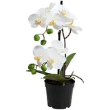 Butlers FLORISTA Orchidee im Topf Höhe 35cm