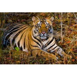 PAPERMOON Fototapete „Tiger“ Tapeten Gr. B/L: 4,00 m x 2,60 m, Bahnen: 8 St., bunt Fototapeten