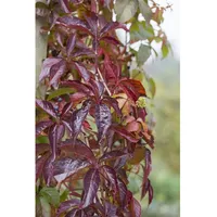 Pflanzen Für Dich Parthenocissus quinquefolia, Wilder Wein, 100–150 cm