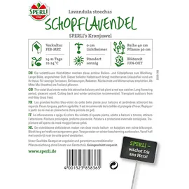 Sperli Schopflavendelsamen Kronjuwel Lavandula stoechas 45 Pflanzen