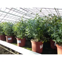 XXL Eucalyptus Gunni Gunnii Busch Eukalyptusbaum 40 - 60 cm, Pflanze winterhart
