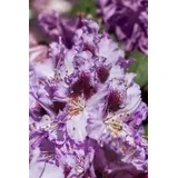 pflanzen-für-dich.de – Rhododendron-hybride 'pfauenauge'® Rhododendron Hybr.'pfauenauge' -r- C 5 30- 40