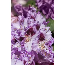 pflanzen-für-dich.de – Rhododendron-hybride 'pfauenauge'® Rhododendron Hybr.'pfauenauge' -r- C 5 30- 40