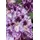 pflanzen-für-dich.de – Rhododendron-hybride 'pfauenauge'® Rhododendron Hybr.'pfauenauge' -r- C 5 30- 40