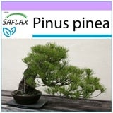 Saflax - Bonsai - Mittelmeer-Pinie - 6 Samen - Pinus pinea