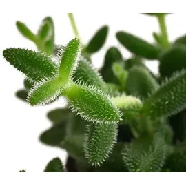 Dehner Gurkenpflanze, Ø Delosperma echinatum, Grün