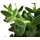 Dehner Gurkenpflanze, Ø Delosperma echinatum, Grün