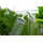 BESTWAY Gartendusche Solarflow schwarz-silber 50 x 50 x 218 cm