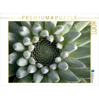 Calvendo Orostachys Puzzle