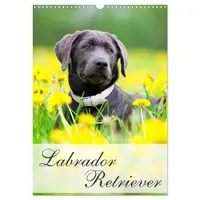Calvendo Labrador Retriever (Wandkalender 2026 DIN A3 hoch), CALVENDO