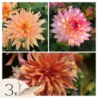 Plant in a Box - Dahlien - 3er Set