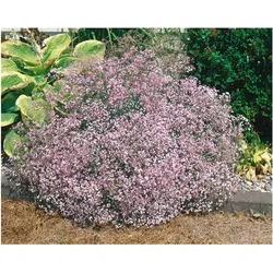 Gypsophila repens, Teppich-Schleierkraut, weiß, ca. 9x9 cm Topf