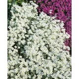 Pflanzen Für Dich Cerastium Tomentosum Silberteppich Hornkraut Silbrig Ca. 9x9 cm Topf