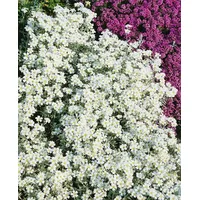 Pflanzen Für Dich Cerastium Tomentosum Silberteppich Hornkraut Silbrig Ca. 9x9 cm Topf