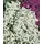 Pflanzen Für Dich Cerastium Tomentosum Silberteppich Hornkraut Silbrig Ca. 9x9 cm Topf