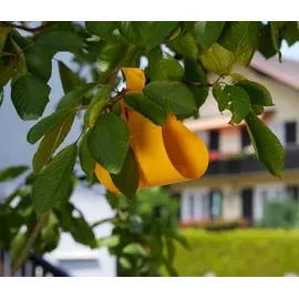 Substral Naturen Kirsch- & Walnussfruchtfliegen Fallensystem 3 St.