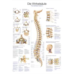 Lehrtafel Die Wirbelsäule 70x100cm