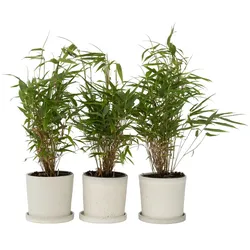 Plant in a Box Rufa Bambus - Fargesia 3er Set Höhe 25-40cm