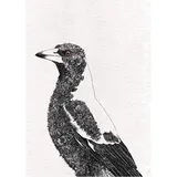 Maxwell & Williams Marini Ferlazzo Birds Bedrucktes Geschirrtuch mit Australischem Königspapagei Design, Baumwolle, Schwarz/Weiß, 50 x 70 cm