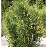 die nr-01.de Gartenbambus Obelisk 125-150cm - Fargesia nitida