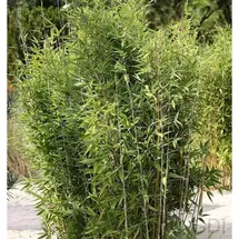 die nr-01.de Gartenbambus Obelisk 125-150cm - Fargesia nitida