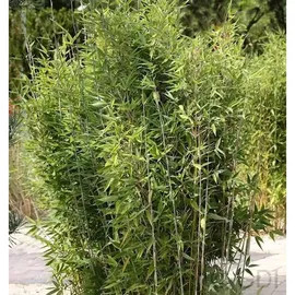 die nr-01.de Gartenbambus Obelisk 125-150cm - Fargesia nitida