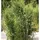 die nr-01.de Gartenbambus Obelisk 125-150cm - Fargesia nitida