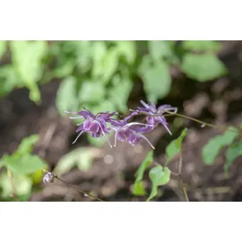 PlantaPro Epimedium grandiflorum 'Lilafee' P 0,5 Großblütige Garten-Elfenblume 'Lilafee',winterhart, deutsche Baumschulqualität, im Topf für optimales anwachsen
