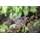 PlantaPro Epimedium grandiflorum 'Lilafee' P 0,5 Großblütige Garten-Elfenblume 'Lilafee',winterhart, deutsche Baumschulqualität, im Topf für optimales anwachsen