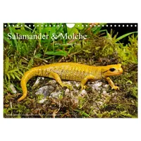 Calvendo Salamander und Molche (Wandkalender 2026 DIN A4 quer),