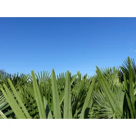 grünwaren XXL Palme winterhart 180 cm Trachycarpus fortunei, Hanfpalme,