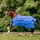 AMIGO Horseware Amigo Hero Ripstop 50g Blue/Navy/Grey, 130 - Blau