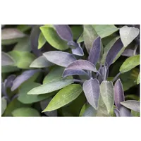 Pflanzen Für Dich Salvia officinalis 'Berggarten' p 0,5