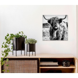 Euroart Glasbild, 50 x cm, Highland Cow I Glas, Grau