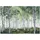 WallArena - Vlies Fototapete Wald Landschaft 150x105 cm - Fototapeten - Tapeten - für Wohnzimmer Schlafzimmer - Vliestapete Wandtapete Tapete 3D Effekt- inkl. Kleister - Natur Birkenwald Birken