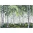 WallArena Fototapete Birkenwald in Grün | Gr.: 150 x 105 cm