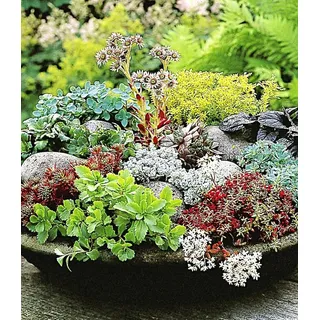 BALDUR Garten Bodendecker Winterharte Sedum-Mischung, 12 St., Steingartenpflanze, immergrün, winterhart, pflegeleicht bunt