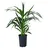 Dehner Kentia-Palme, Howea forsteriana, Hydrokultur, Grün