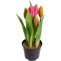 my home Kunstblume »Tulpenpflanze mit 5 Knospen«, bunt