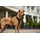 Curli Belka Hundehalsband Braun S