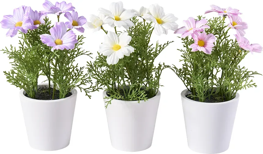 Cosmos 23cm im Topf sortiert weiß/lila/pink  - wß/li/pk