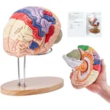Vevor Menschliches Gehirn Modell Anatomie 2X Lebensgroßes 4-teiliges Anatomisches Modell mit Etiketten & Display Basis