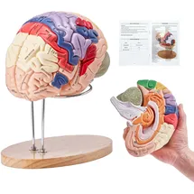 Vevor Menschliches Gehirn Modell Anatomie 2X Lebensgroßes 4-teiliges Anatomisches Modell mit Etiketten & Display Basis