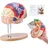 Vevor Menschliches Gehirn Modell Anatomie 2X Lebensgroßes 4-teiliges Anatomisches Modell mit Etiketten & Display Basis