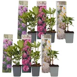 Plant in a Box - 6 Stk - Rhododendron catawbiense - Höhe 25-40cm - Topf 9cm