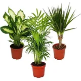 EXOTENHERZ Zimmerpflanzen-Mix II 3er Set, 1x Dieffenbachia, 1x Chamaedorea (Bergpalme) 1x Dracena marginata (Drachenbaum), 10-12cm Topf