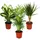 EXOTENHERZ Zimmerpflanzen-Mix II 3er Set Bergpalme Drachenbaum 10-12cm Topf