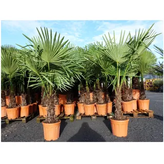 XXL Palme winterhart 140 - 160 cm Trachycarpus fortunei, Hanfpalme, Top-Qualität